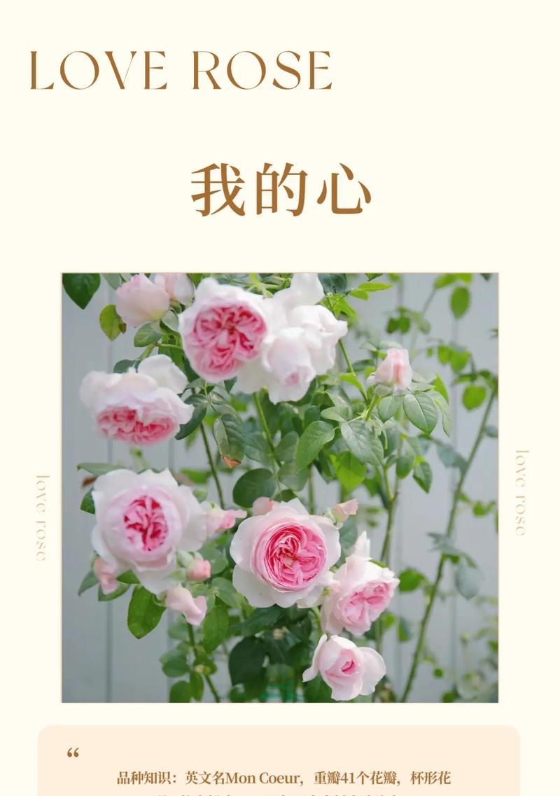 月季花语的由来是什么？月季花的花语背后有哪些故事？