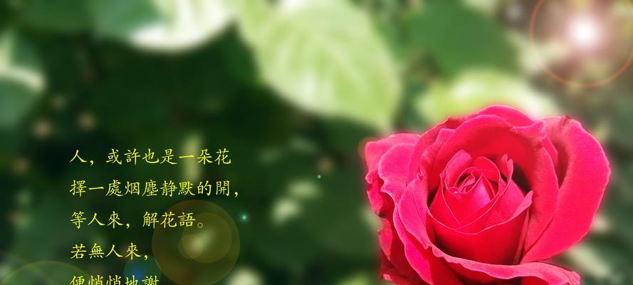 月季花语的由来是什么？月季花的花语背后有哪些故事？