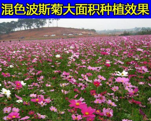波斯菊什么时候种？播种波斯菊的最佳季节是什么时候？