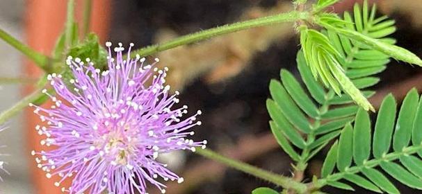 日常生活中花语有哪些？花语如何融入日常？