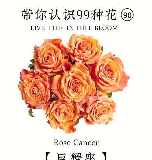 玫瑰花的养护技巧有哪些？怎样才能养出美丽的玫瑰？
