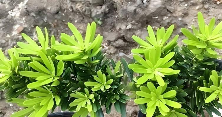 罗汉松出现虫害应该怎么办？