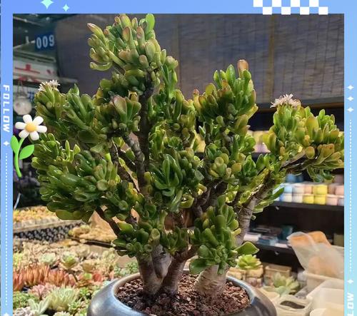 大厅适合种植哪些植物或树木？如何选择？