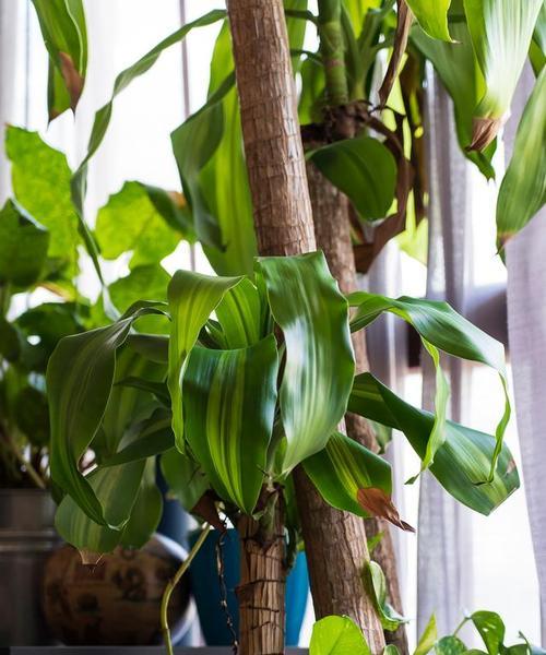 大厅适合种植哪些植物或树木？如何选择？
