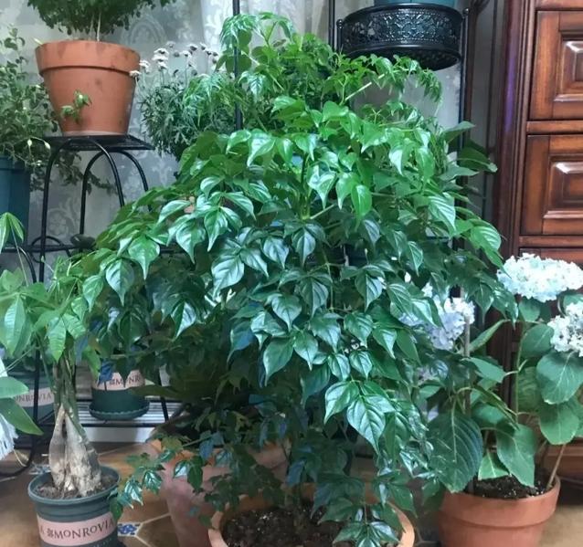 大厅适合种植哪些植物或树木？如何选择？
