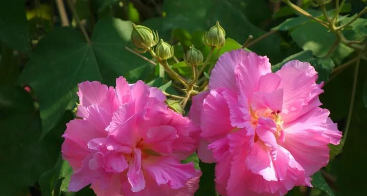 芙蓉花的药用功效是什么？芙蓉花的种植方法是什么？