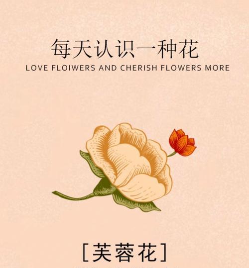 芙蓉花的药用功效是什么？芙蓉花的种植方法是什么？