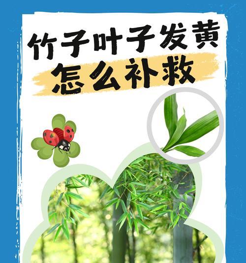 竹子叶子枯萎了怎么办？可能是什么原因导致的？