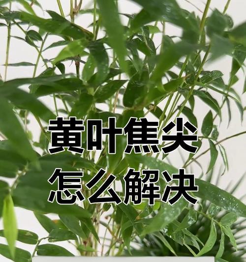 竹子叶子枯萎了怎么办？可能是什么原因导致的？