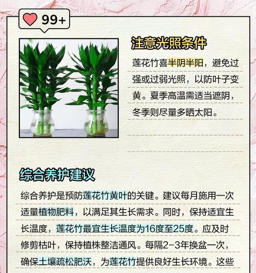 竹子叶子枯萎了怎么办？可能是什么原因导致的？