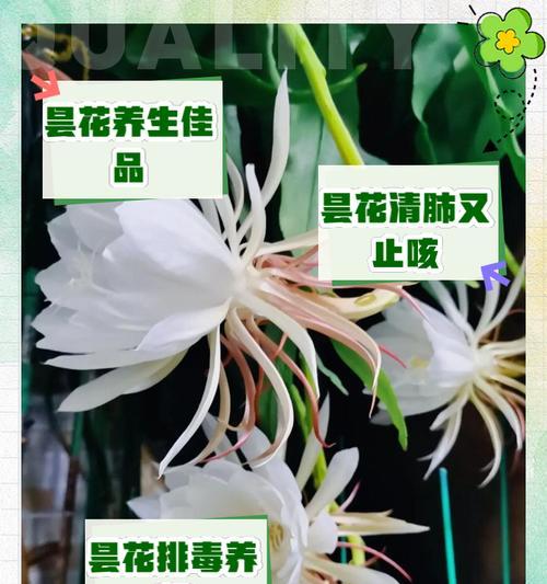 昙花的花语由来是什么意思？昙花的寓意是什么？