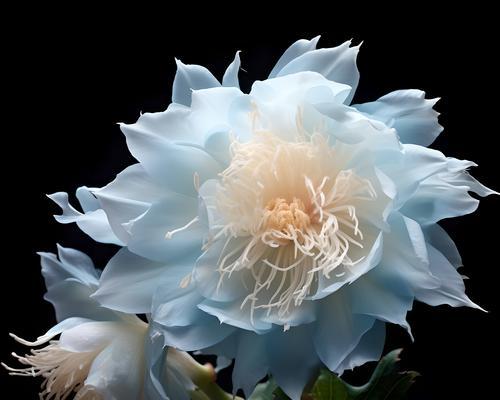 昙花的花语由来是什么意思？昙花的寓意是什么？