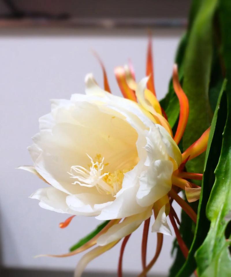 昙花的花语由来是什么意思？昙花的寓意是什么？