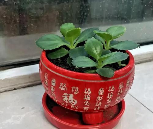花草移植时的注意事项有哪些？如何确保移植成功？