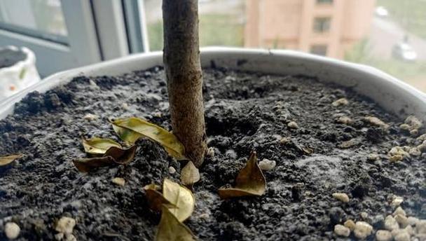 花草移植时的注意事项有哪些？如何确保移植成功？