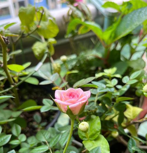 玫瑰花的施肥技巧是什么？如何正确撒施肥料？