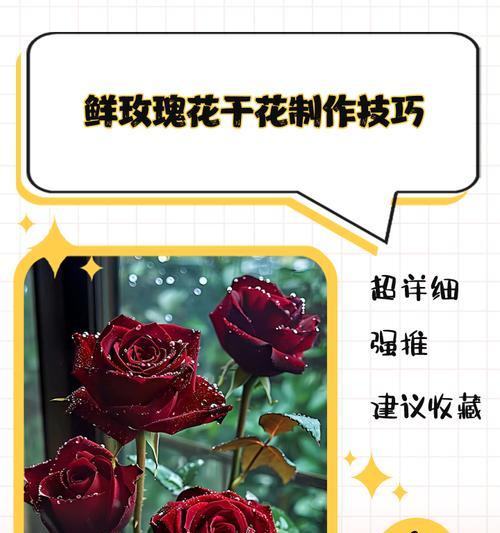玫瑰花的施肥技巧是什么？如何正确撒施肥料？