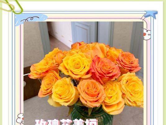 玫瑰花的施肥技巧是什么？如何正确撒施肥料？