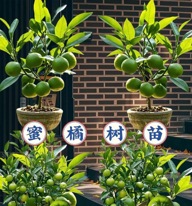 桔子树繁殖方法有哪些？如何提高成功率？