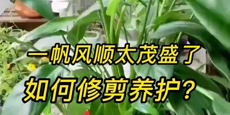 一帆风顺的正确养护方法是什么？一帆风顺叶子发黄怎么办？