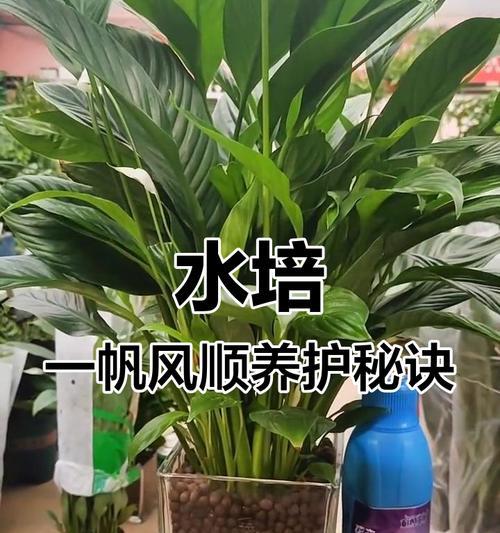 一帆风顺的正确养护方法是什么？一帆风顺叶子发黄怎么办？