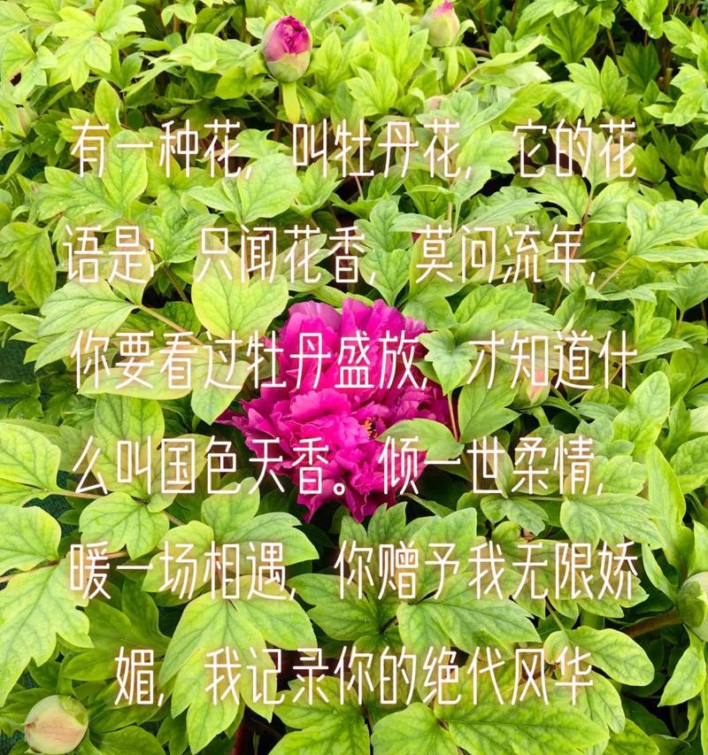三月的花语代表了什么意思？