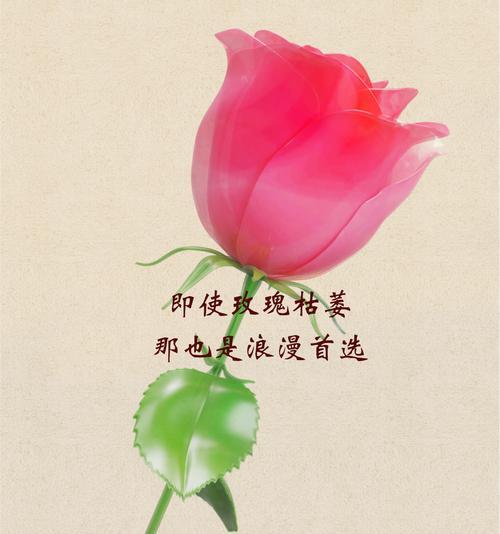 形容质朴善良的花语有哪些？如何用花语赞美质朴善良？