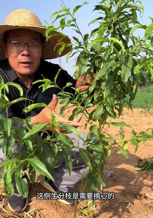 光杆桃树苗如何快速留枝条？长叶后管理技巧是什么？