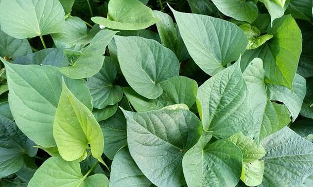豌豆尖花语代表了什么？