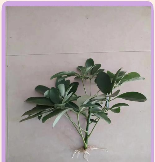 鹅掌花繁殖的有效方法是什么？如何提高成功率？