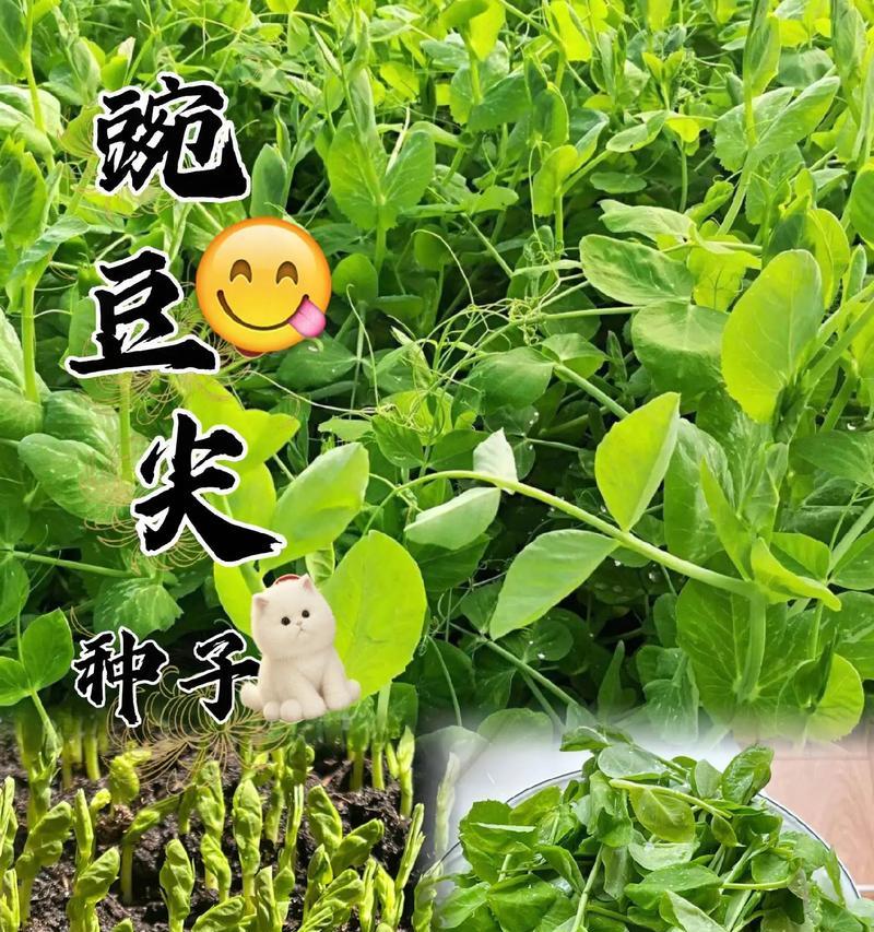 豌豆尖花语代表了什么？