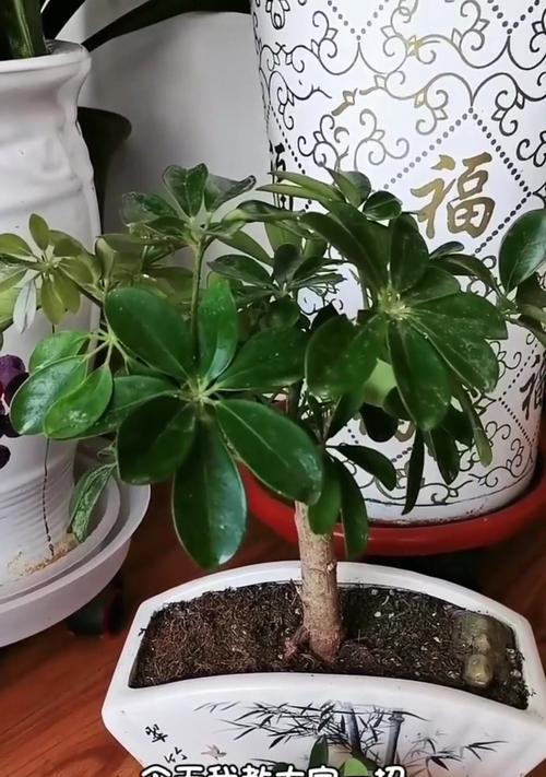 鹅掌花繁殖的有效方法是什么？如何提高成功率？