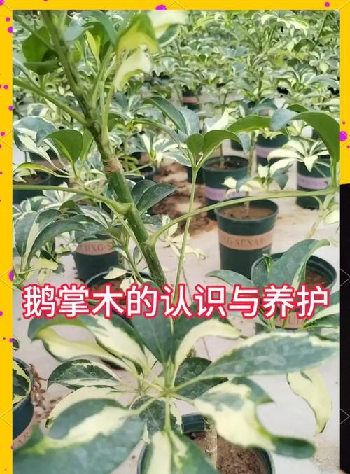 鹅掌花繁殖的有效方法是什么？如何提高成功率？