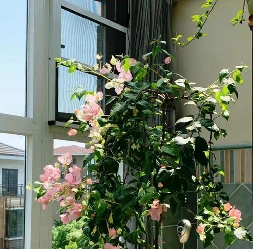 楼顶种植花草需要注意什么？为什么效果不佳？