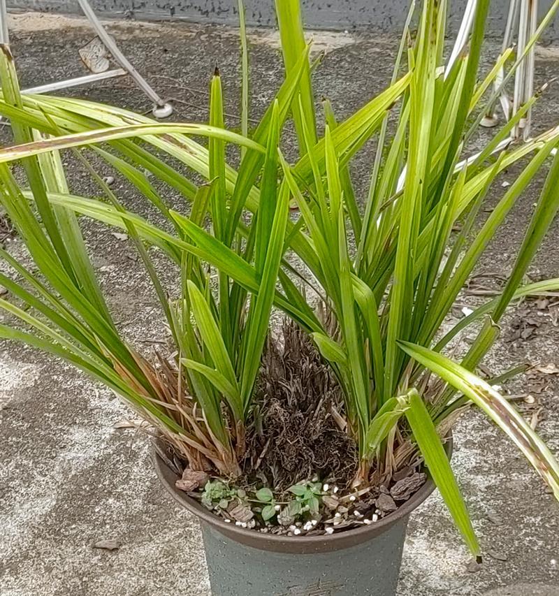 楼顶种植花草需要注意什么？为什么效果不佳？