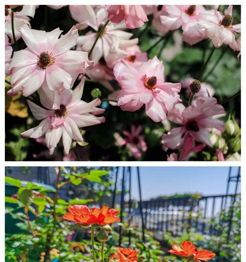 花毛茛怎么种？有哪些步骤？