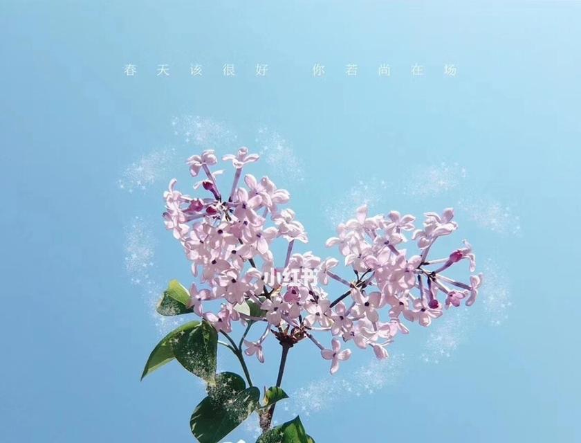 关于重回的花语代表什么？如何理解关于重回的花语？