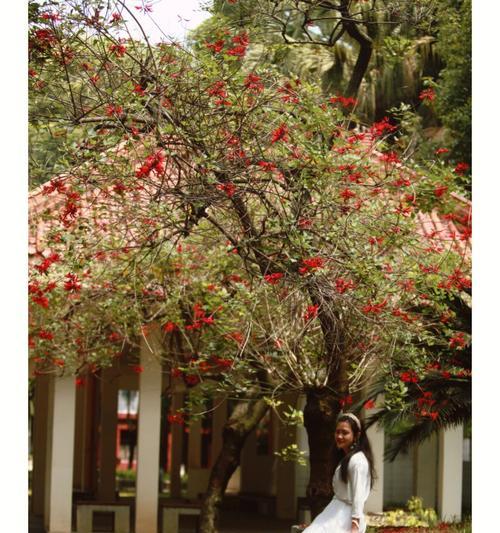 关于重回的花语代表什么？如何理解关于重回的花语？