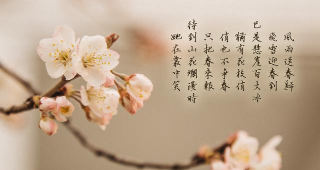 关于重回的花语代表什么？如何理解关于重回的花语？