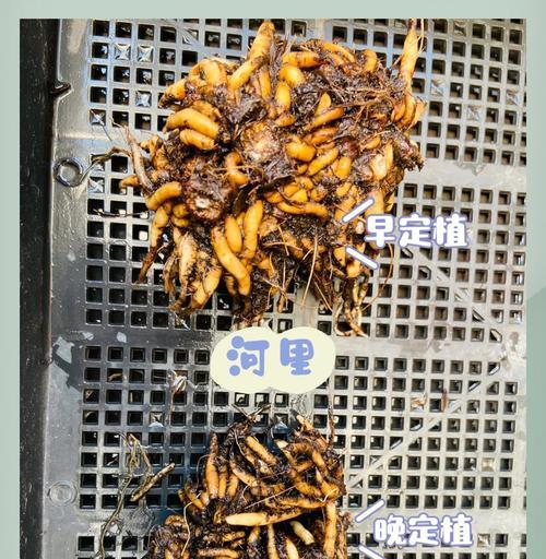 花毛茛怎么种？有哪些步骤？