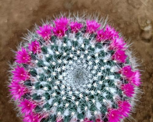 玉翁什么时候开花？如何促进其开花？