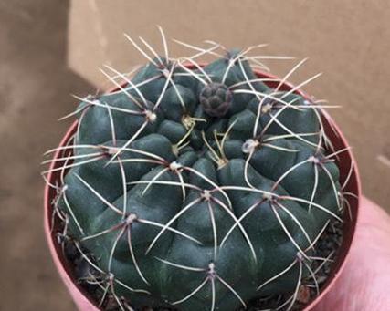 玉翁什么时候开花？如何促进其开花？