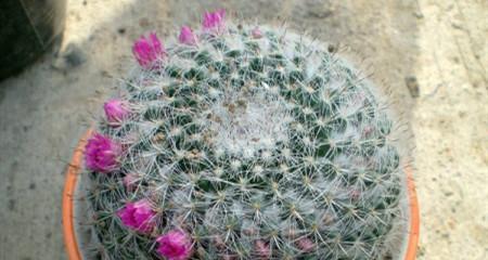 玉翁什么时候开花？如何促进其开花？