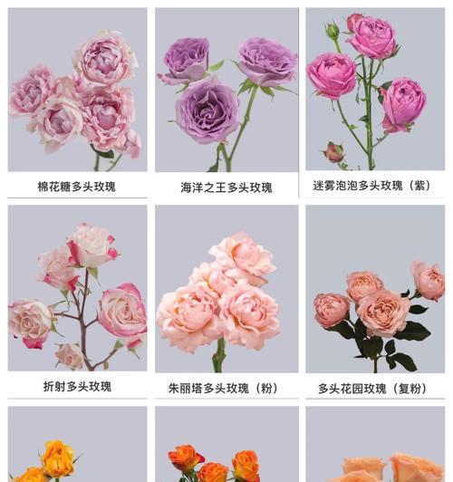 米雪玫瑰花语有何特别之处？