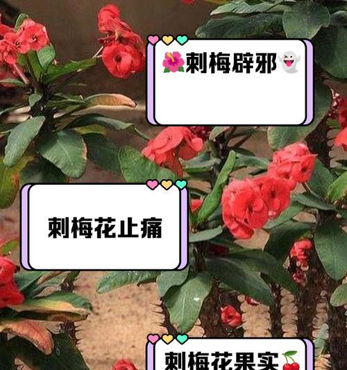 刺梅不开花的原因是什么？如何解决刺梅不开花的问题？