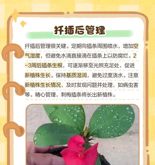 刺梅不开花的原因是什么？如何解决刺梅不开花的问题？