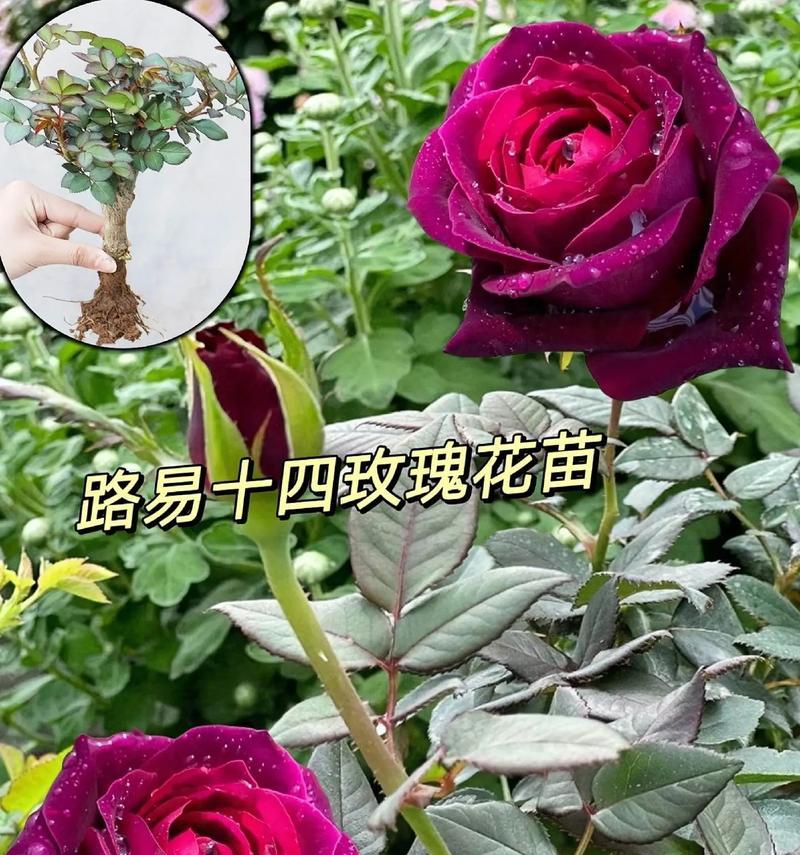 亮晶晶玫瑰的花语是什么？亮晶晶玫瑰有何特别含义？