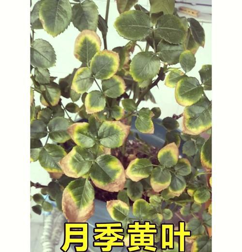 花掉叶子怎么办？如何判断和处理植物掉叶？