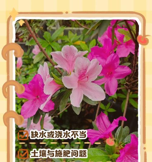 花掉叶子怎么办？如何判断和处理植物掉叶？