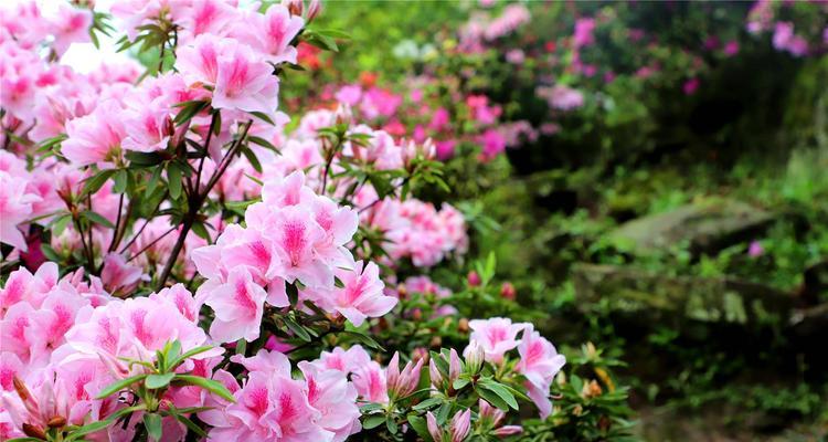 春鹃花的花语寓意是什么？它代表了什么？